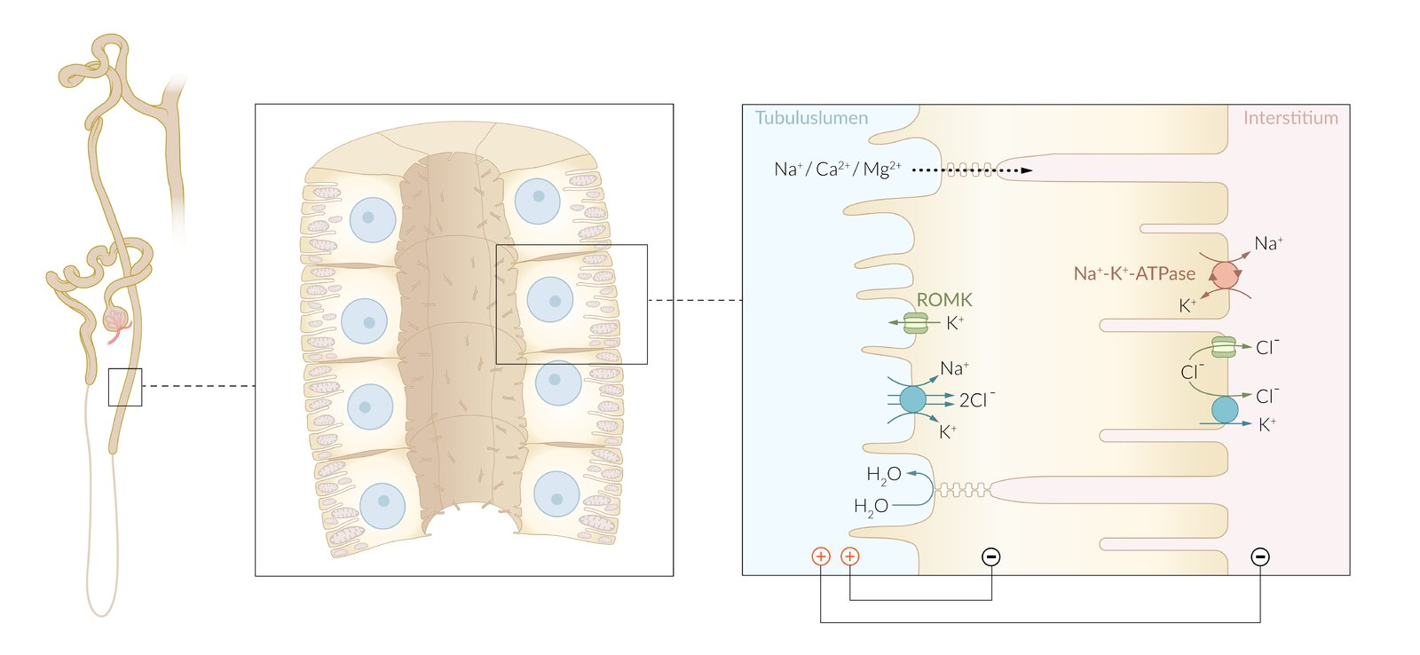 <p>C. K⁺ channels (ROMK)</p>