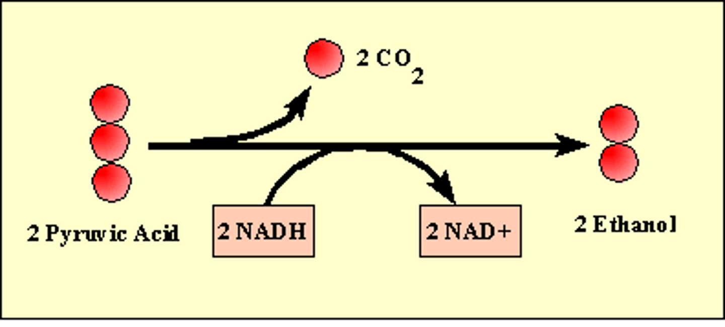 <p>Anaerobic series of reactions that convert glucose to ethyl alcohol (ethanol) and carbon dioxide in some plants and yeast cells.</p>