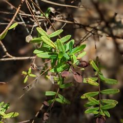 flowers for the species are yellow in an x–shape
fruits are desiccated and are surrounded by bracts
leaves are opposite and narrow to oblong
stems are brown