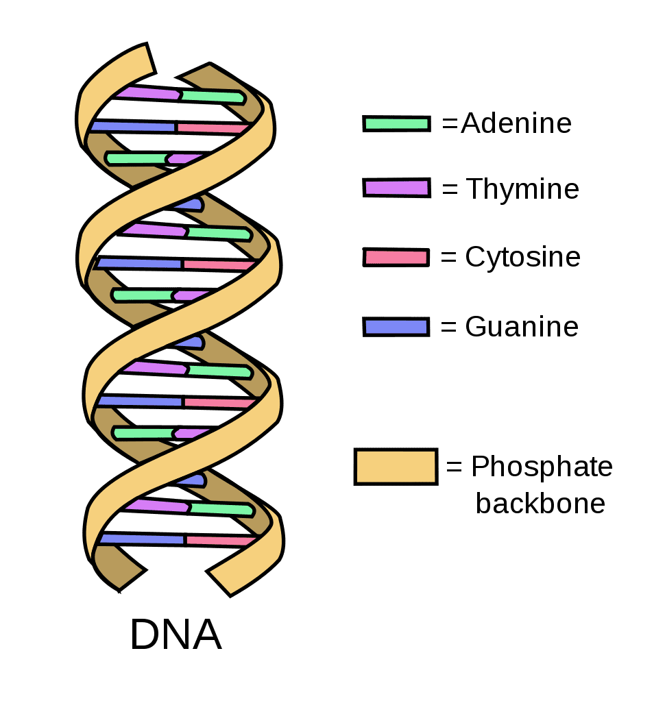 <p>Adinine,Thymine,</p><p>Cytosine,Guanine</p>