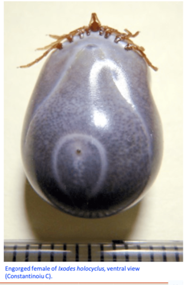 <p>Clinical signs: rapidly ascending flaccid motor paralysis, hoarse-husky type of bark (laryngeal paresis) etc;</p><p>Area where I. holocyclus is endemic, previous history of tick paralysis;</p><p>Season when the ticks are at peak;</p><p>Presence/finding of the female tick(s) and/or tick crater </p><p>Search for ticks and tick craters: more than one tick may be present:</p><p>(Lack of) Tick prevention:</p>