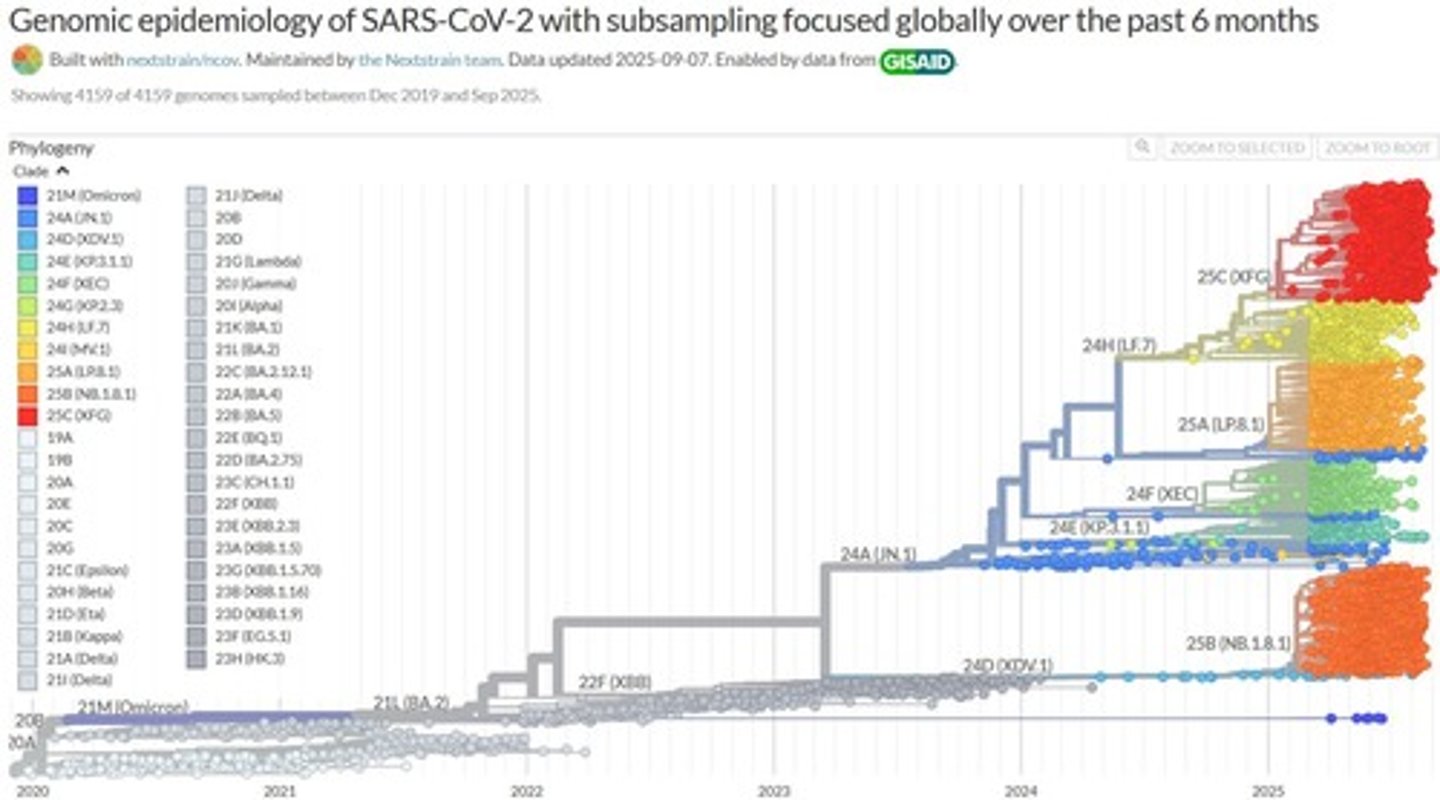 <p>Using phylogenetic trees to track the spread of COVID-19 strains across the globe.</p>