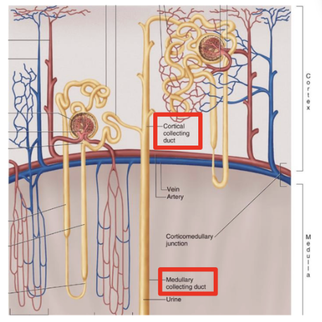 <ol><li><p>cortical (85%)</p></li><li><p>juxtamedullary (15%)</p></li></ol><p></p>
