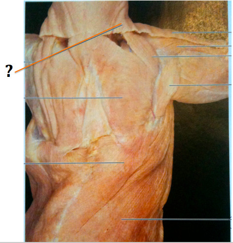 <p>posterior lateral neck, extending head, or act on the scapula to stabilize, rotate, retract, elevate, or depress it</p>