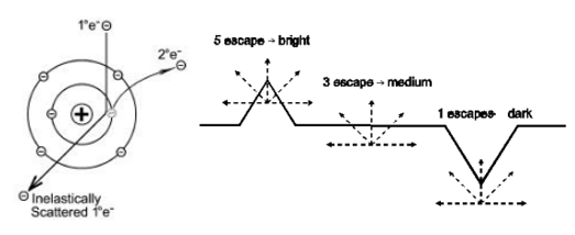 <p>Caused by an incident electron whcih imparts some of it energy to a lower energy electron as kinetic energy ~ 5eV.</p><p>Can produce several secondary electrons</p><p>Topogical</p><ul><li><p>Bumps: bright image</p></li><li><p>Indents: dark image</p></li></ul><p></p>