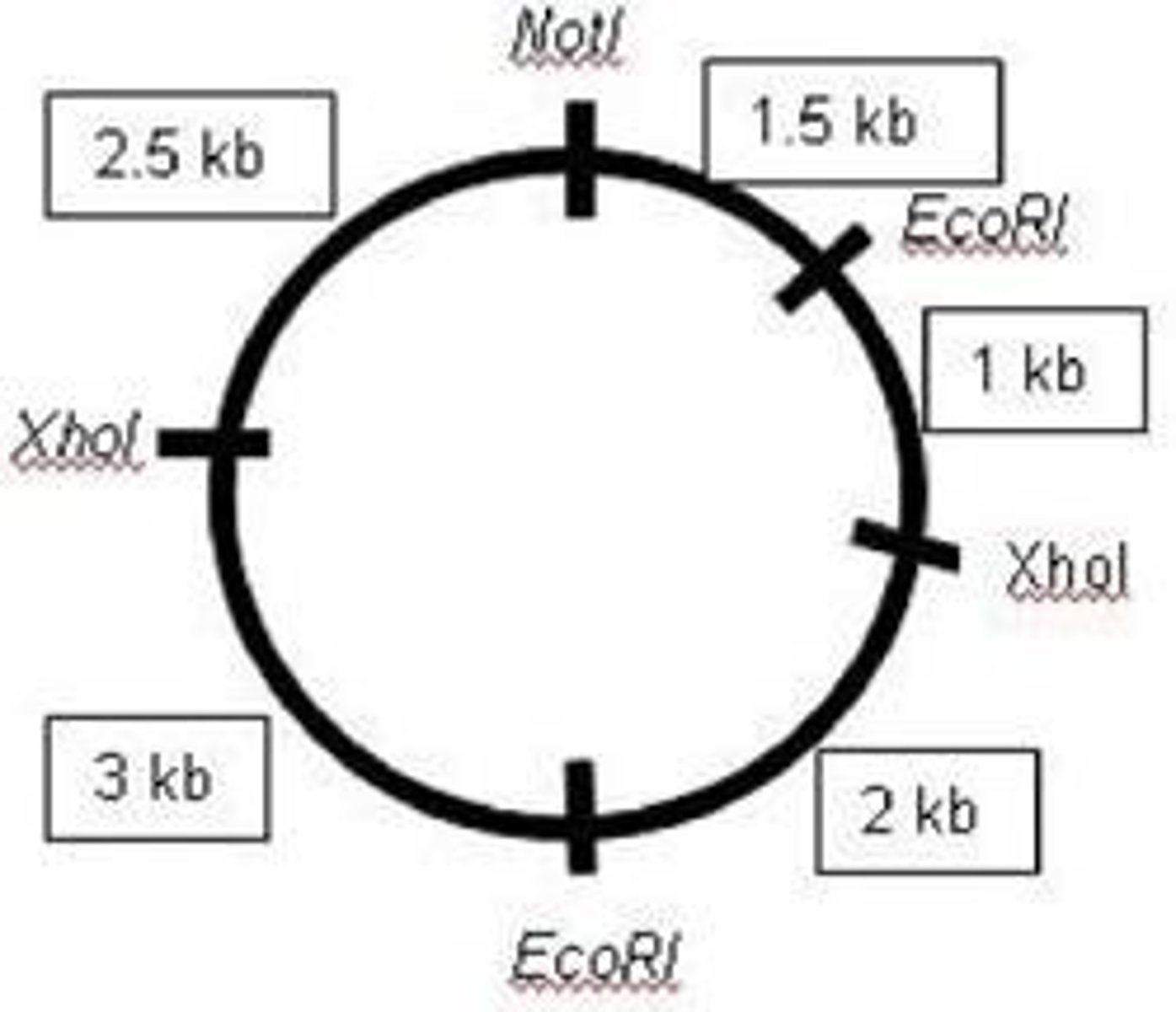 <p>1.5kb, 3kb, 5.5kb</p>