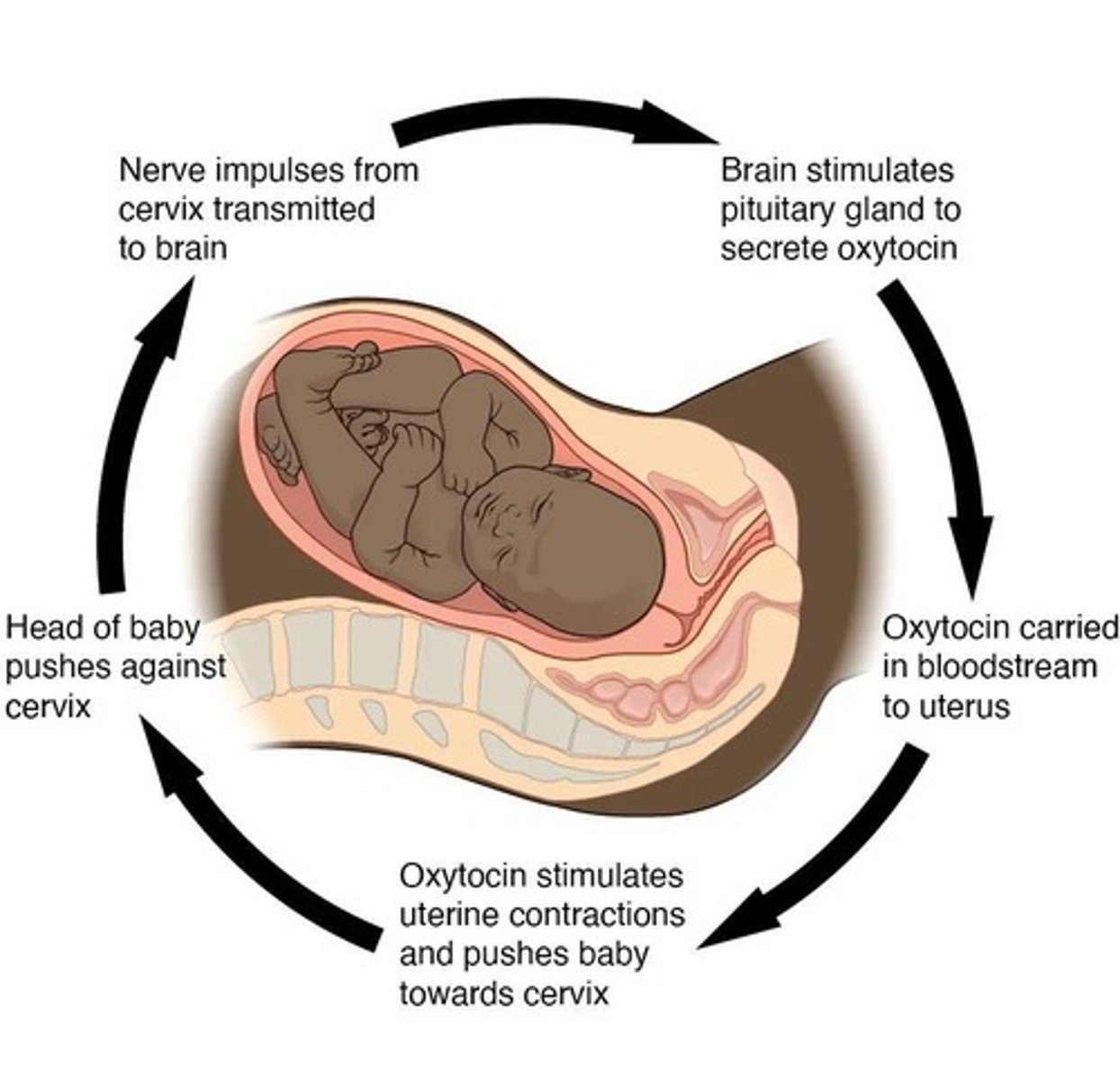 <p>Body is moved away from homeostasis; used to speed up processes.</p>