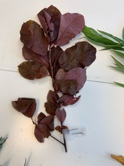 Prunus virginiana