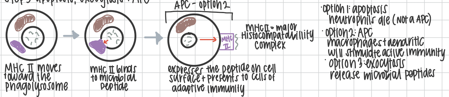 <p>Apoptosis via neutrophils, exocytosis, or antigen presentation on the MCH II complex.</p>