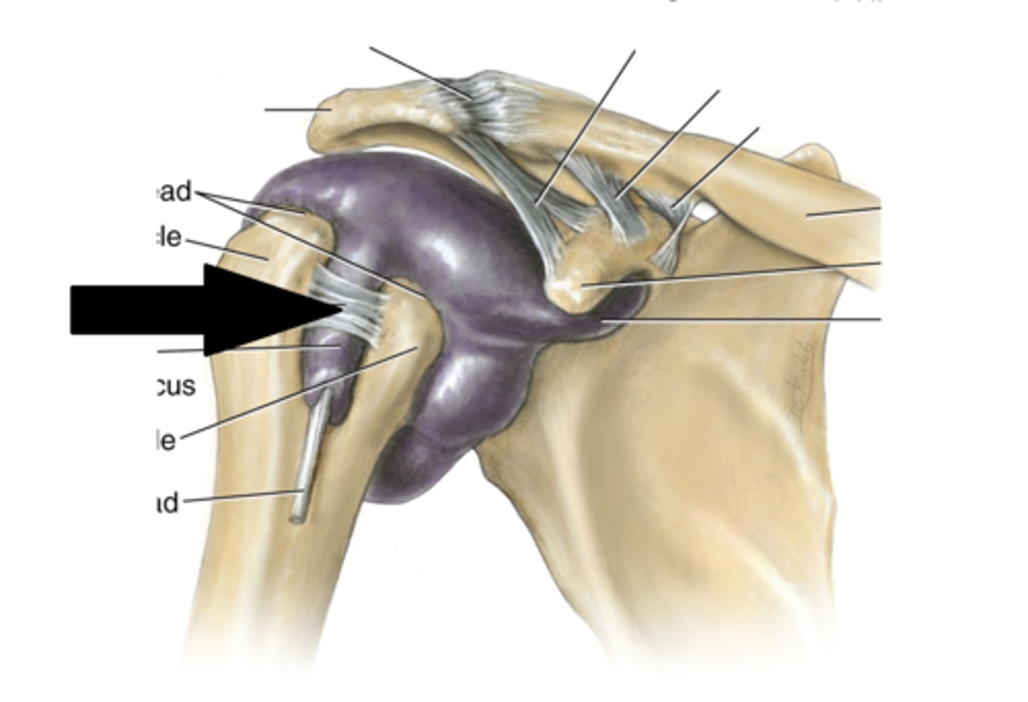 <p>"quasi-joint" between the tubercles of the humerus and the bicipital groove - the transverse humeral ligament + synovial membrane cross the bicipital groove and biceps tendon passes through, no cartilage associated</p>