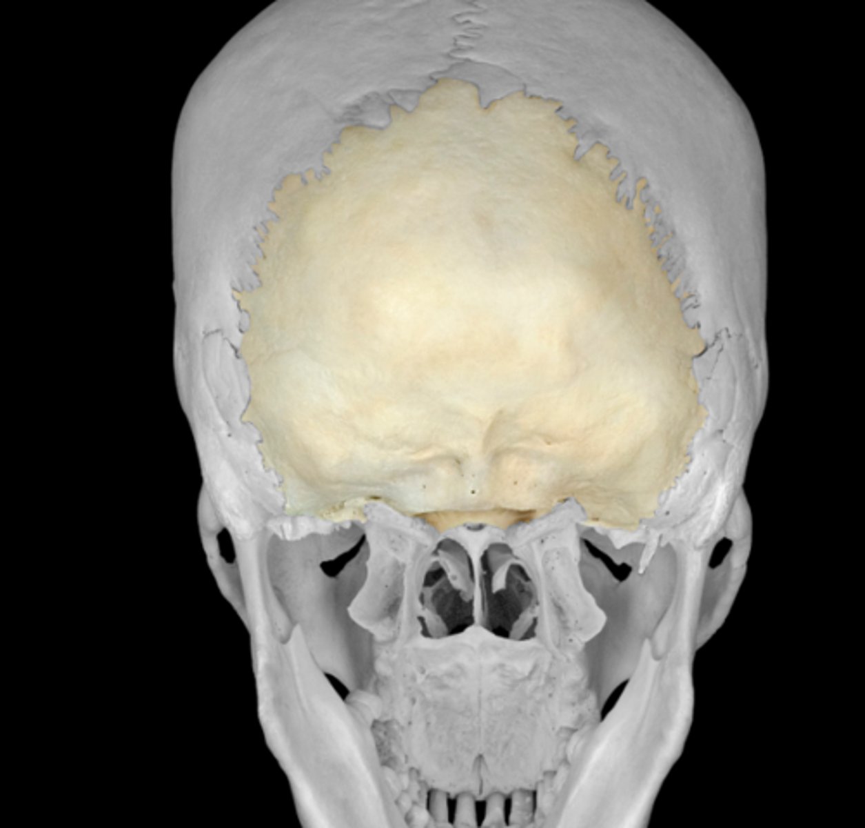 <p>posterior wall and skull base</p>