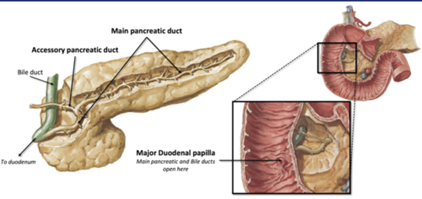 <p>Main pancreatic duct- joins with bile duct from liver to enter duodenum together </p><p>Accessory Pancreatic Duct</p>