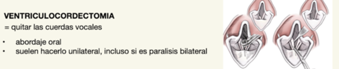 <p>tratamiento de la parálisis laríngea</p>