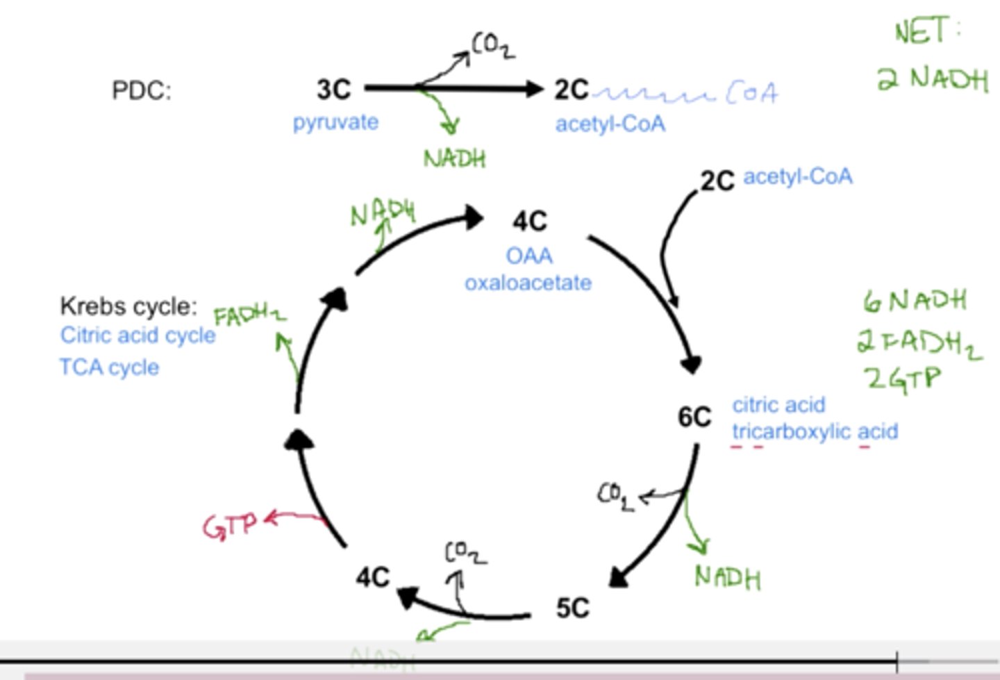 <p>Converting 4C oxaloacetate (end of krebs cycle) into 6C citrate with the addition of 2C acetyl-CoA</p>