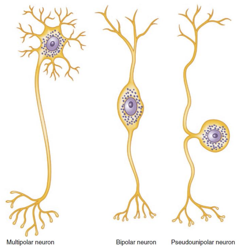 <p>Multipolar, bipolar, and pseudounipolar </p>