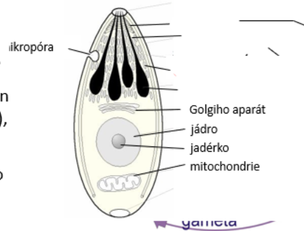 <p>výtrusovci</p>