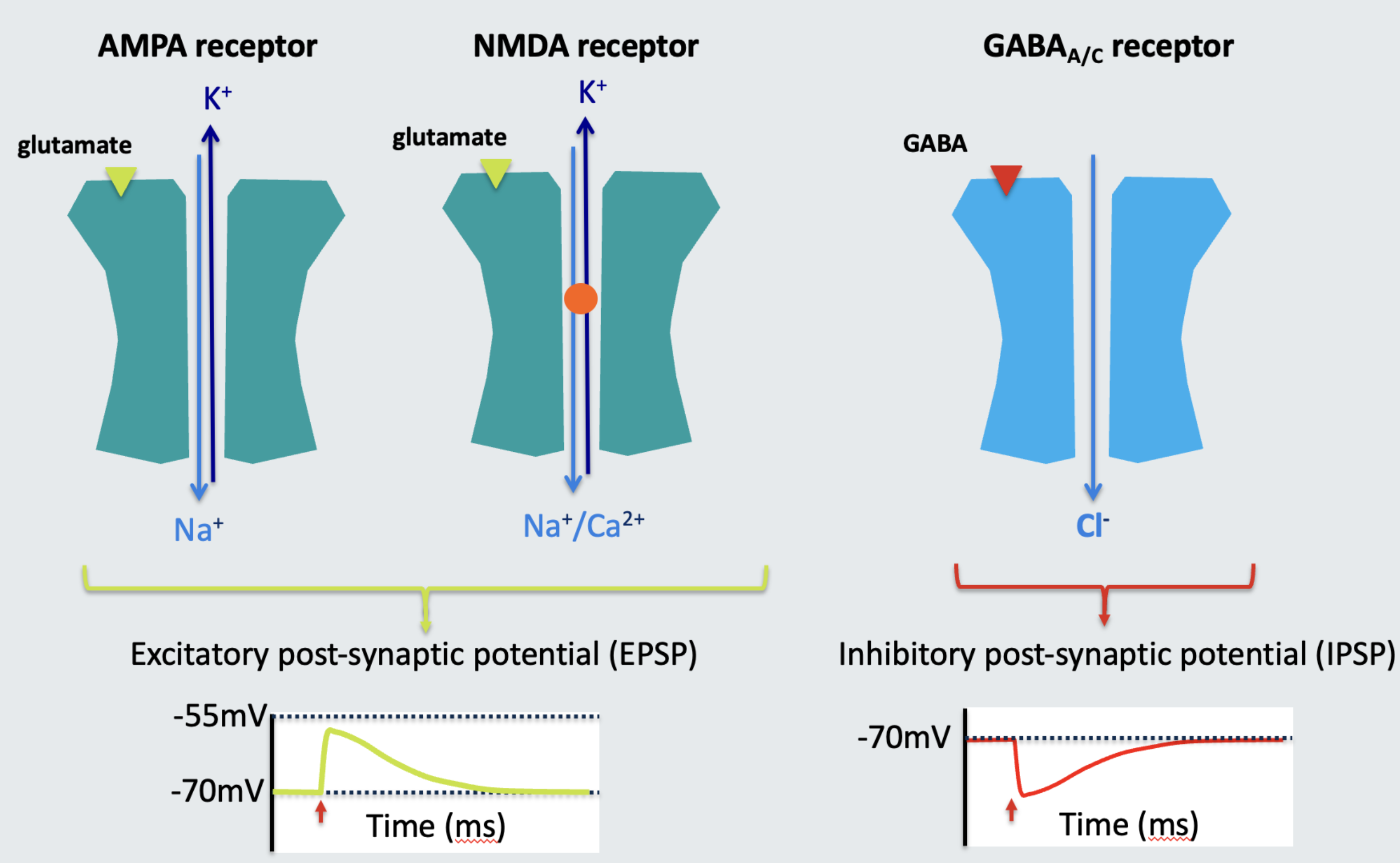 <p><strong>Process:</strong></p><ol><li><p>Activation of receptors within dendrites causes ion flow.</p></li><li><p>Channel <strong>permeability</strong> and <strong>electrochemical</strong> forces dictate the direction of ion flow.</p></li><li><p>Ion flow through these channels generates changes in membrane potential (<strong>post-synaptic potentials</strong>). </p></li></ol><p></p><p><strong>Examples:</strong></p><ul><li><p><span><strong>Excitatory post-synaptic potential (EPSP):</strong></span></p><ul><li><p><strong>AMPA receptor: </strong>forces sodium ions into the cell and potassium ions out the cell</p></li><li><p><strong>NMDA receptor: </strong>forces sodium and calcium ions into cell and potassium ions out the cell</p></li></ul></li><li><p><strong>Inhibitory post-synaptic potential (IPSP):</strong></p><ul><li><p><span><strong>GABA<sub>A/C</sub> receptor: </strong>forces chloride ions into the cell</span></p></li></ul></li></ul><p></p>