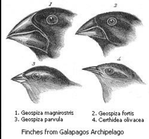 the lineages become modified for different ways of life