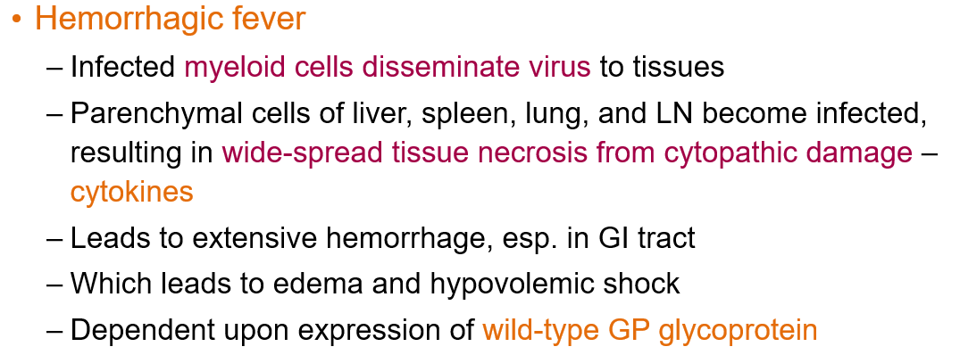 <p>What causes the <strong>hemorrhagic fever</strong> in Ebolavirus disease?</p>