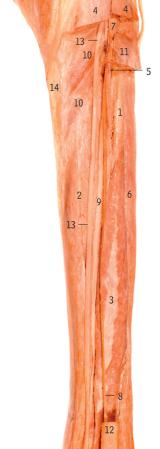 <p>5</p>