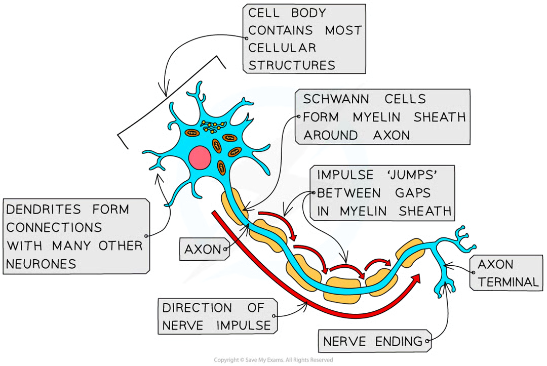 <p>coordinate the activity of sensory receptors (e.g. eye), decision making centres in the cns, and effectors such as muscles and glands.</p>