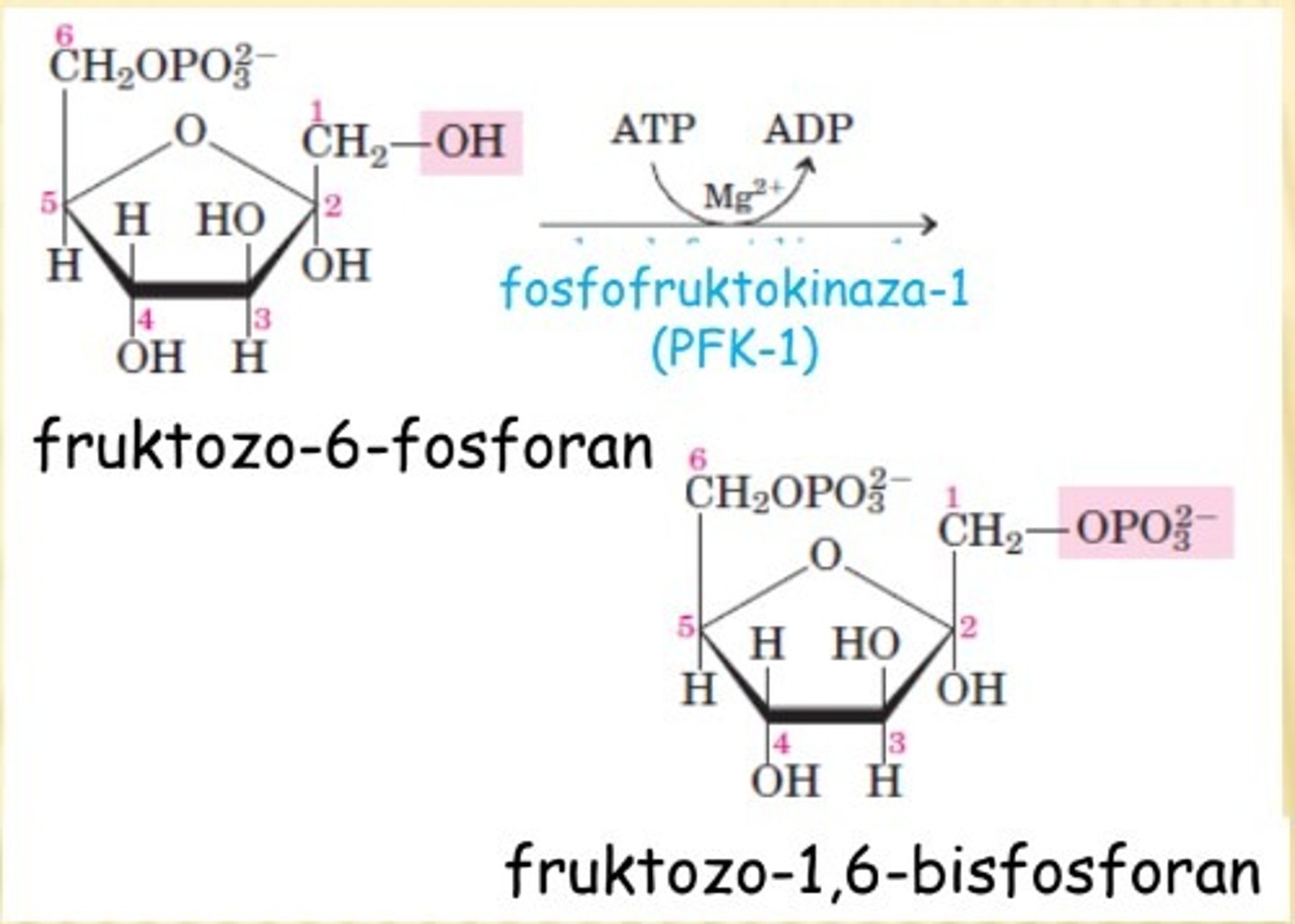 <p>-reakcja nieodwracalna</p><p>-kat: <em>fosfofruktokinaza (</em><strong><em>PFK-1)</em></strong></p><p>fruktozo-6-fosforan ---> frukozo-1,6-bis-fosforan</p>