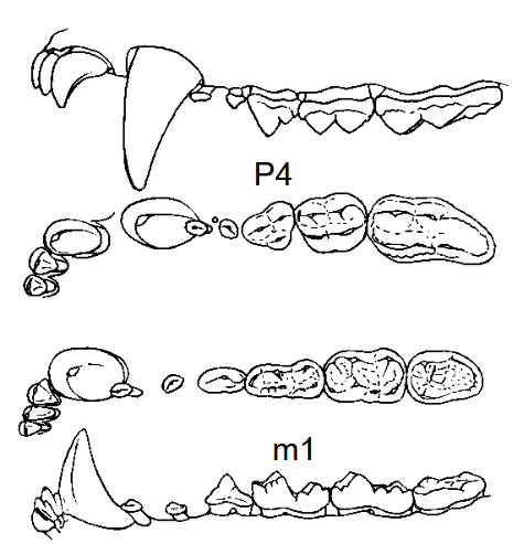 <p>molars flattened and enlarged, premolars reduced in size </p>