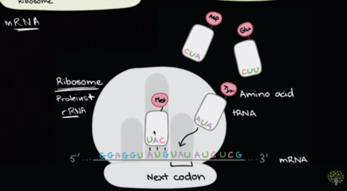 <p>(C) 5', 3'</p><p>Ribosomes read the mRNA template from the 5' end to the 3' end.</p>