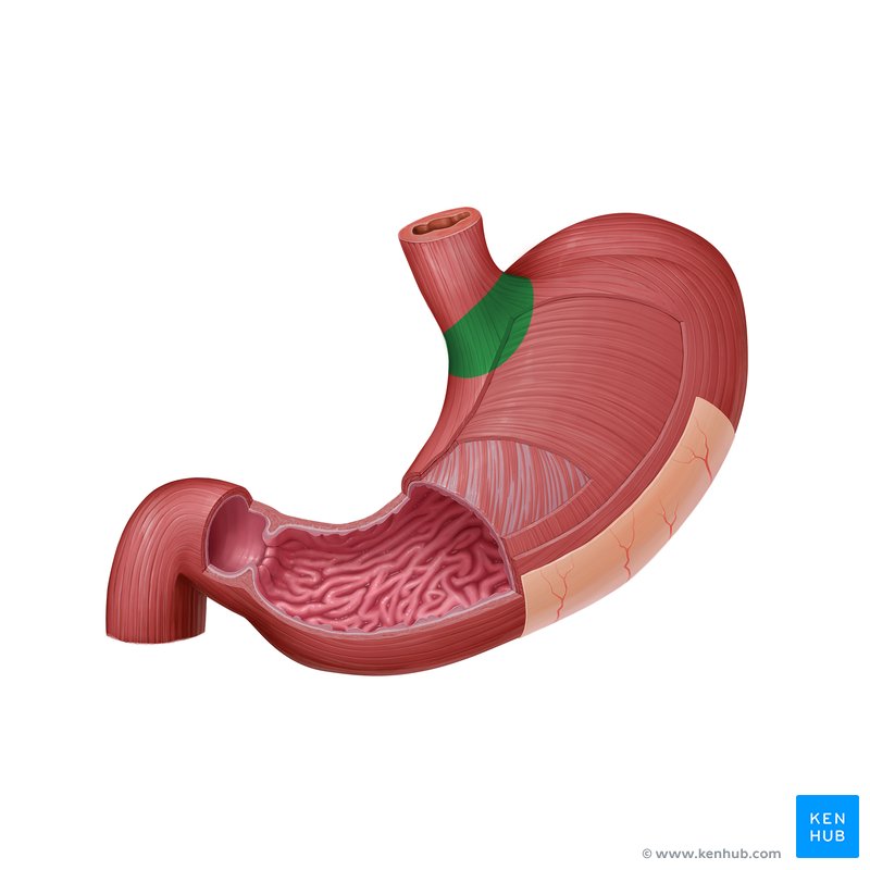 <p>The <strong><em><em></em></strong><strong><em></em></em></strong> is the part of the stomach where the esophagus connects and food enters the stomach.</p>