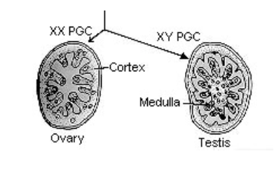 <p>they divide into millions and stimulate biopotential gonad growth, which differentiate depending on whether the PGCs are XX or XY.</p>