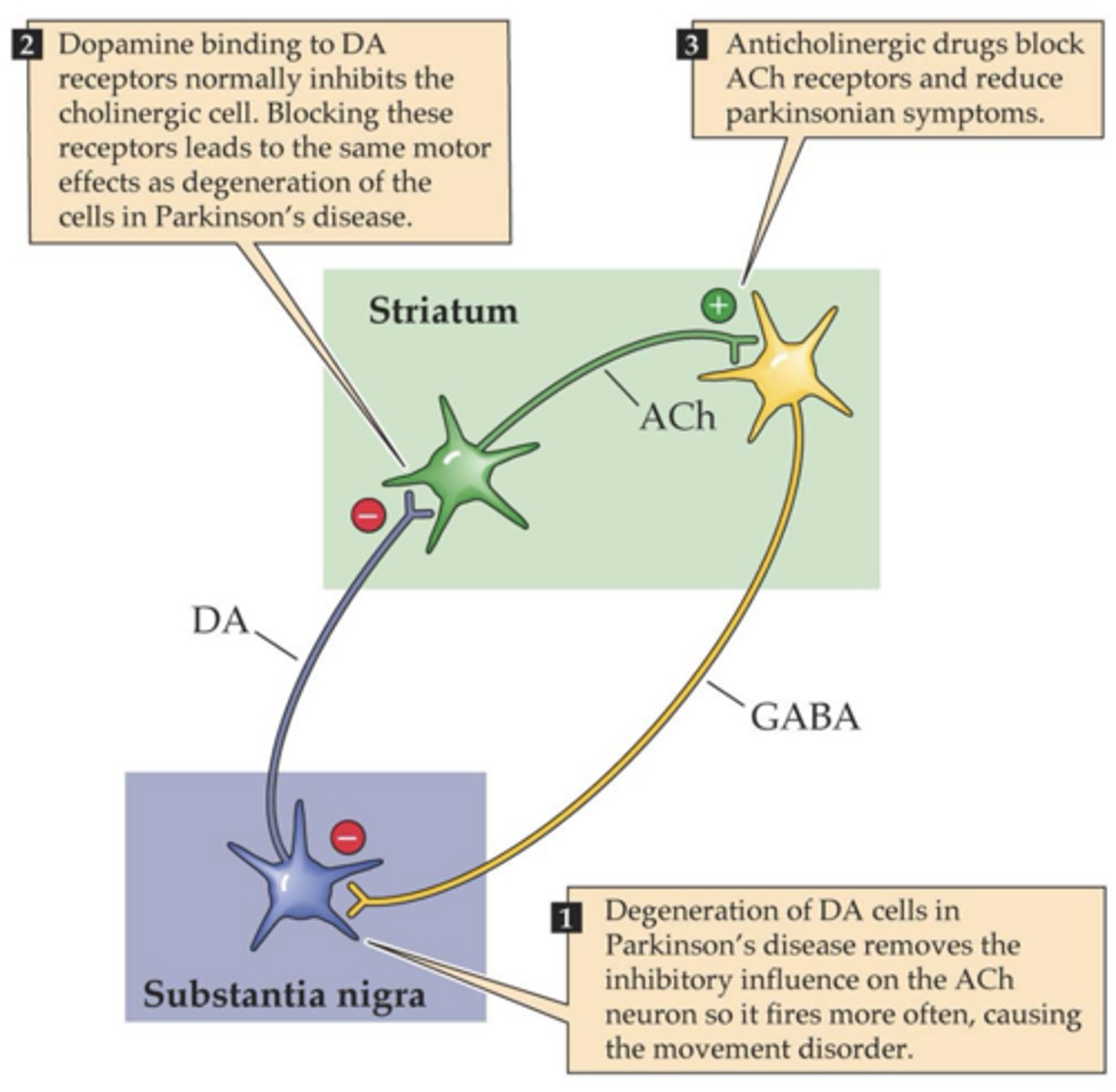 <p>-Striatal neuron is an interneuron: cell body and axon terminal in one place (striatum)</p><p>-Striatal neuron is cholinergic (uses ACh)</p><p>-S.N. releases DA, DA releases and is accepted on striatal neurons (Gi coupled D2 receptors on the striatum)</p><p>-DA decreases the amount of ACh releasing on GABAergic neurons (Gq coupled muscarinic receptors)</p><p>-Decreased ACh means less body movement</p>