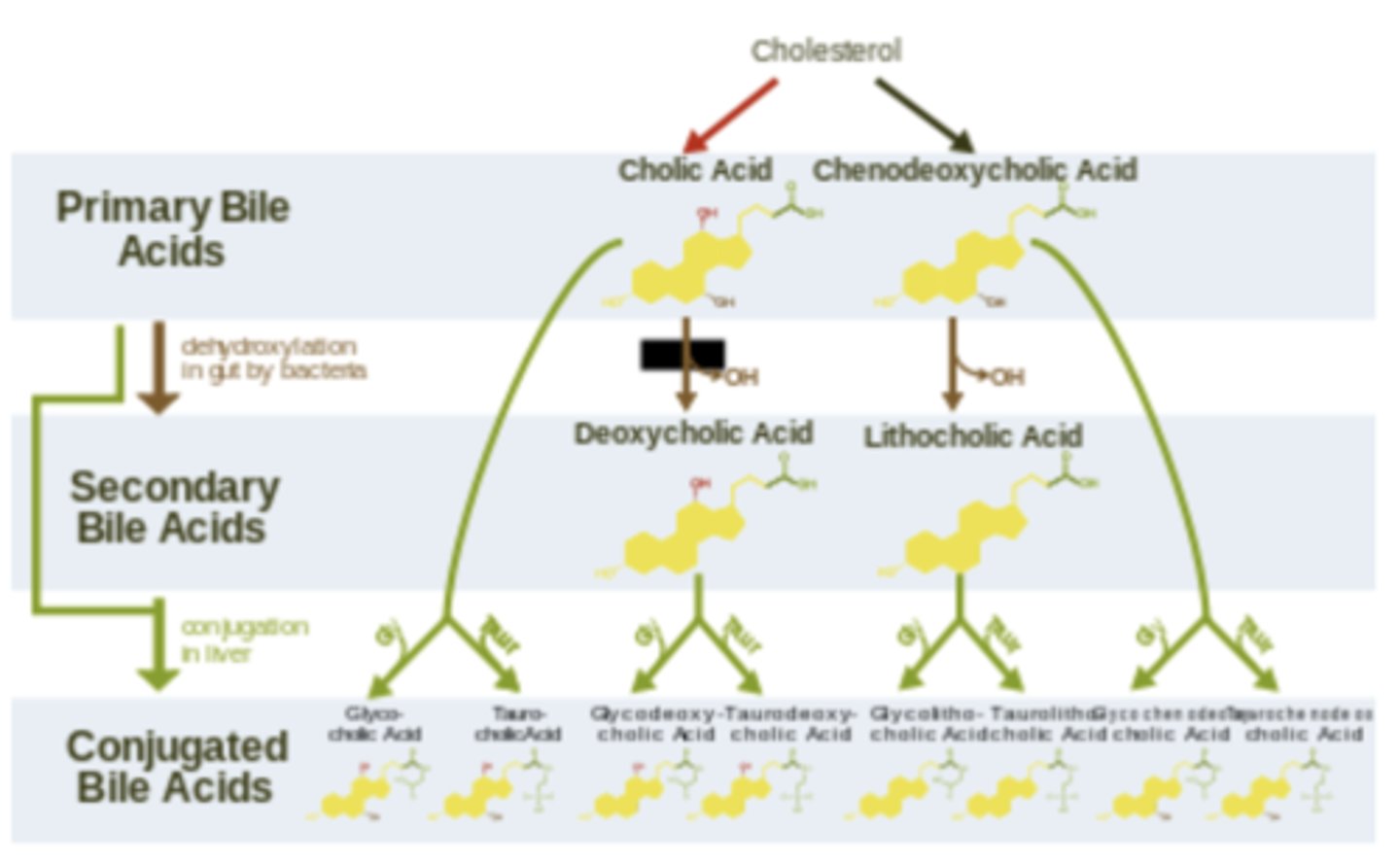 <p>About 1 L/day of Bile fluid</p><p>• Bile Salts (conjugated bile acids)</p><p>• Phospholipids</p><p>• Cholesterol</p><p>• Bile Pigments</p><p>- Combined with an alkaline isotonic fluid secreted from Bile Duct epithelial cells</p><p>• H2O &amp; Electrolytes</p><p>• HCO3-,</p><p>• Ca++, K+, Cl-, Na+</p>