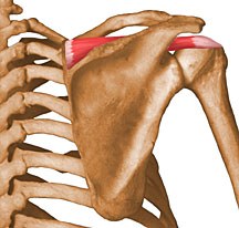 <p>Abduction of the arm at the shoulder</p><p>Origin: supraspinous fossa of the scapula </p><p>Insertion: Greater tubercle (hummerus)</p>