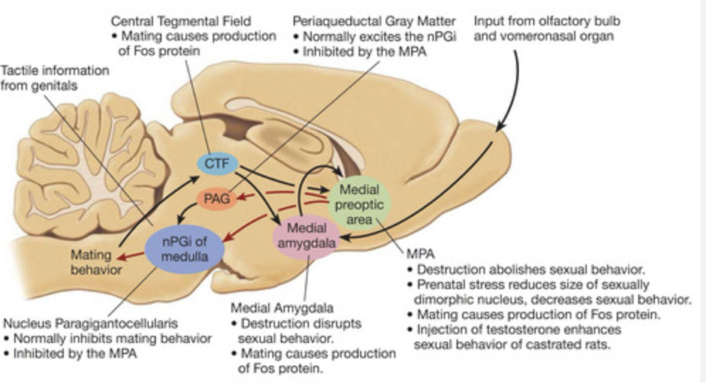 <ul><li><p>lesion med amygdala on one side - mating occurs</p></li><li><p>lesion med amygdala on both sides - no mating</p><ul><li><p>lesion med amygdala on one side, but block AR / ER on the other side - no mating (turns out you need those receptors for the mating behaviour - i.e. combination of steroid hormones and olfactory information)</p></li></ul></li></ul><p></p>