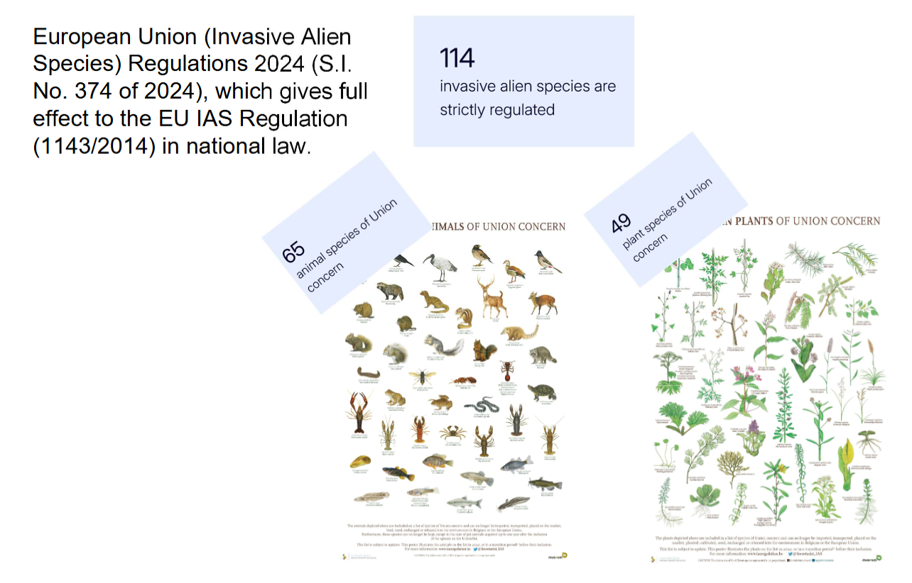 <p>Invasive alien species</p>