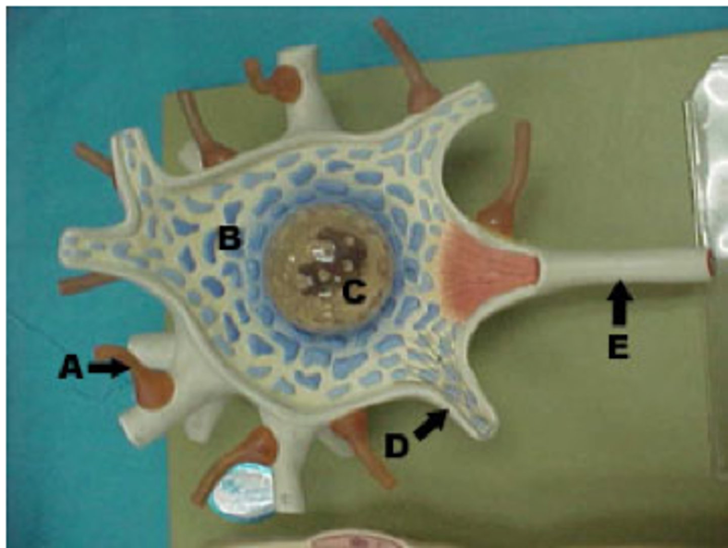 <p>Letter E</p>