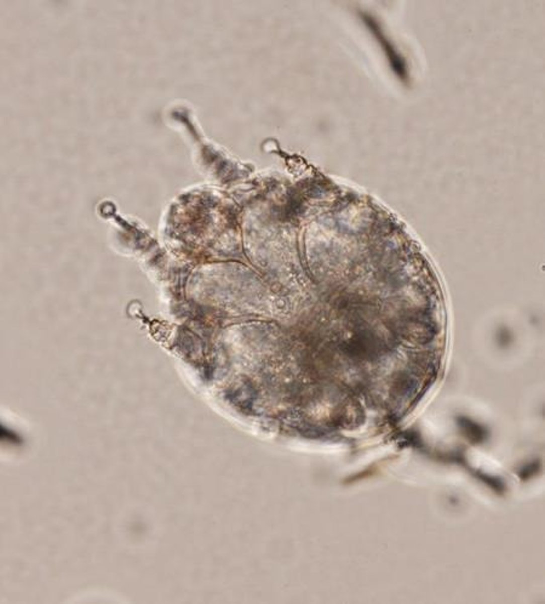 <p>A genus of mites associated with demodectic mange.</p>