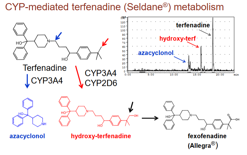 <p>what are two ways CYP3A4 breaks down terfenadine (antihistamine that killed patients):</p>