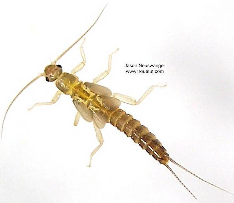 <p>“Small winter stoneflies.” Filamentous gills absent from thoracic and abdominal segments; hind legs do not reach end of the abdomen; 1-9 segment-long, membranous pleural fold; paraglossae and glossae about same length; postmentum small, not covering bases of maxillae</p>