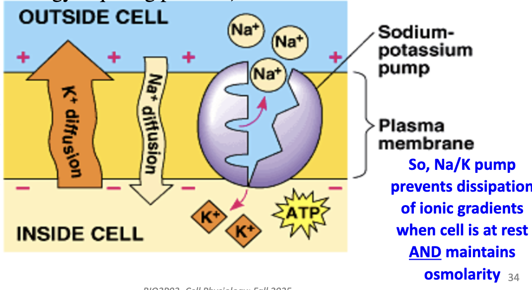 <p>(1) Maintains resting Vm (~ –70 mV) by balancing leaks. <br>(2) Prevents osmotic swelling by regulating ion gradients, maintaining osmolarity by pumping Na⁺ out and K⁺ in.</p>