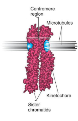 <p>• Consists of a pair of sister chromatids containing identical DNA sequences.</p><p>• Centromere is a constricted region that joins sister chromatids.</p><p>• Kinetochore is a protein attached to centromere, to which microtubules bind.</p>