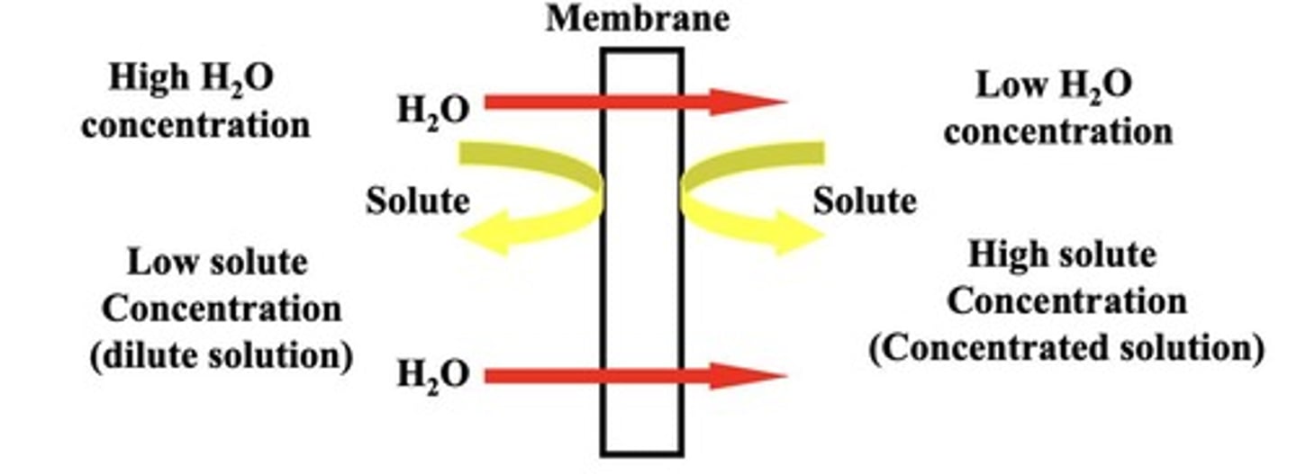 <p>Water movement across a selectively permeable membrane.</p>