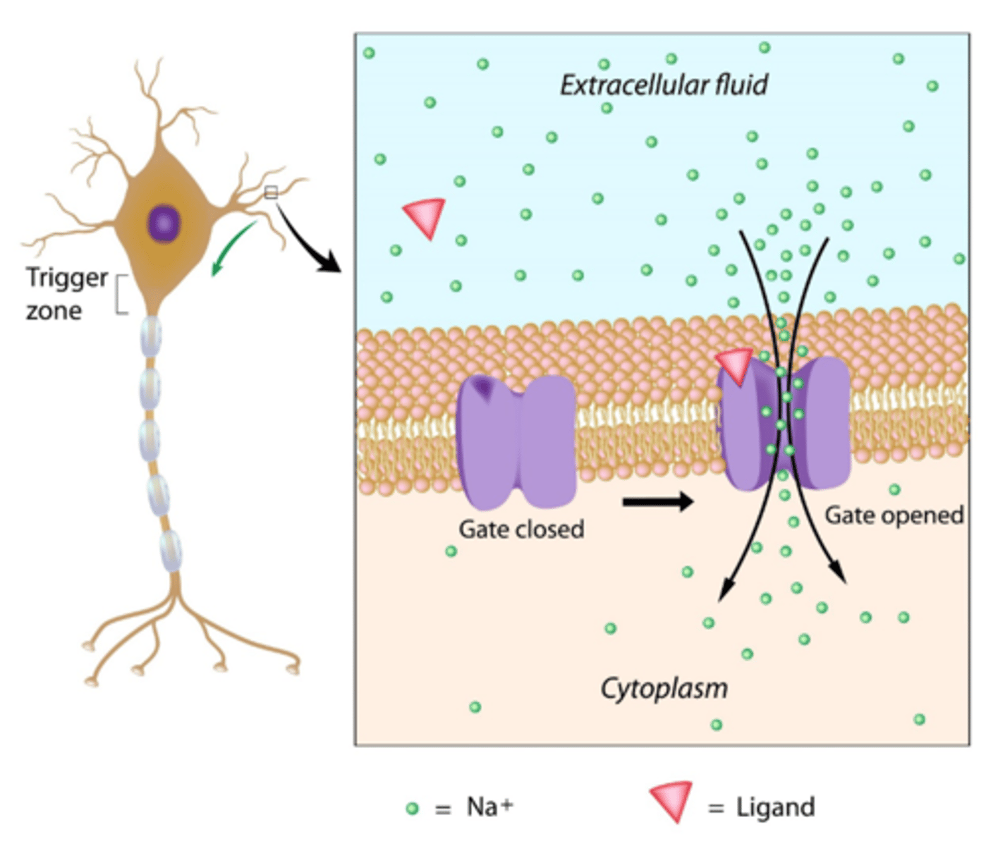 <p>Occurs when a neuron is stimulated. It is a message within one neuron; it does not travel through the nervous system.</p><p>This causes ligand-gated channels in the neuron membrane to open up.</p><p>These may be depolarizations or hyperpolarizations</p><p>If ligand-gated Na+ channels open, this graded potential will be a depolarization as Na+ diffuses into the neuron</p><p>If ligand-gated K+ channels open, this graded potential will be a hyperpolarization as K+ diffuses out of the neuron</p><p>It can cause an action potential if it is a depolarization that causes the membrane voltage to get to -50 or -55 mV (this charge is called the threshold value and, at this charge, the voltage-gated Na+ channels open).</p>