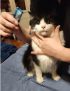 <p>From the front, cup under the cat’s jaw with the first finger and thumb on either side (making a “c”)</p>
