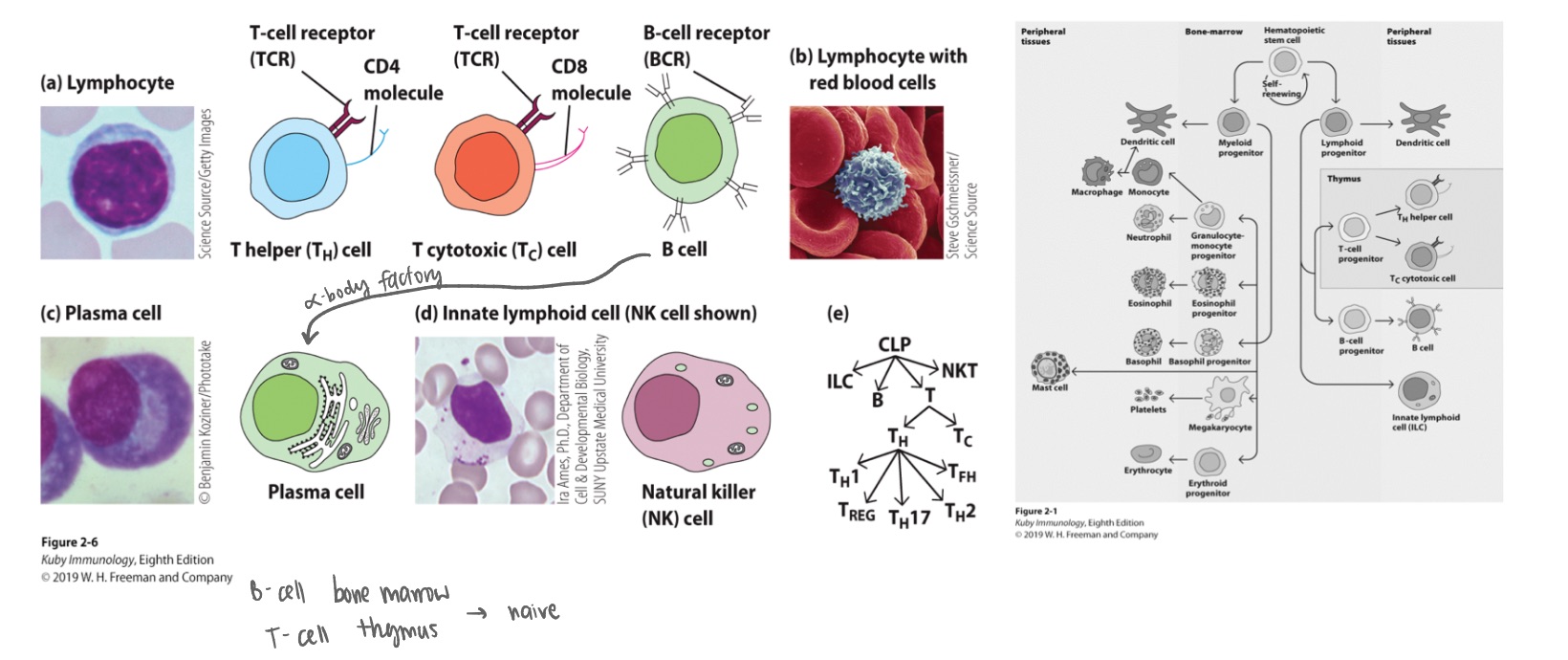 <p><strong>Adaptive Immune System:</strong></p><p>Common lymphoid progenitors:</p><ul><li><p></p></li><li><p></p></li><li><p></p></li></ul><p></p>