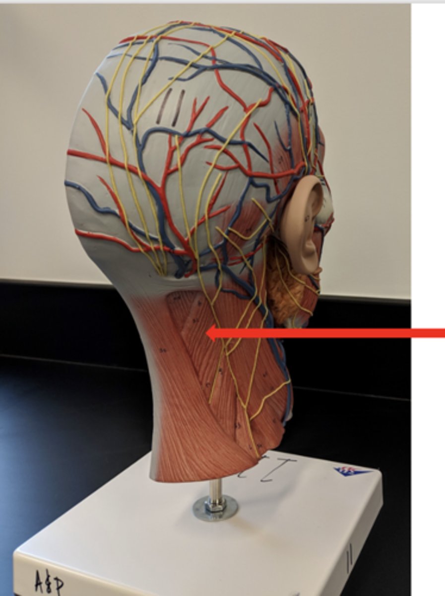 <p>what is this?</p>