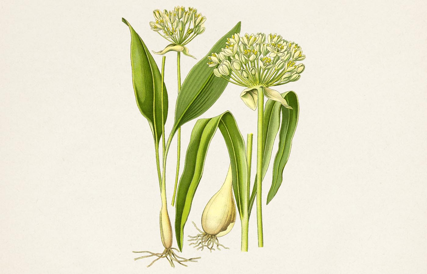 <p><em>Amaryllidaceae -</em> amarylkovité (<em>Alliaceae)</em></p><p><em>Allium ursinum -</em> česnek medvědí</p>