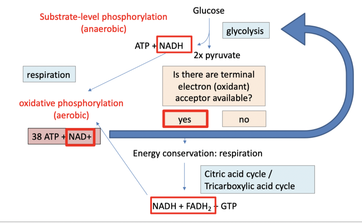 Refers to all pathways used to break down glucose to a pyruvate.

 

* Uses substrate level  phosphorylation- when adding on a phosphate then pulling it off again to  generate ATP
* Anoxic- doesn’t need oxygen, or a terminal electron acceptor
* Takes glucose and makes a  pyruvate
* Final products = Oxidized =  multiple ATP, NADH, and 2 pyruvate 

  

      