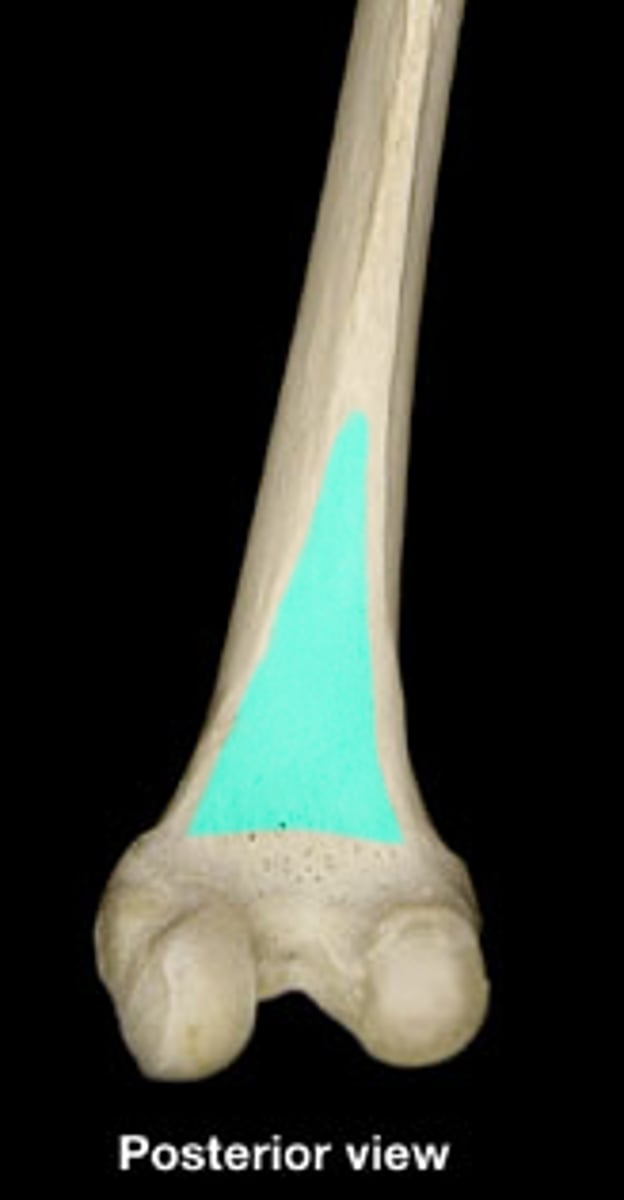 <p>Smooth, triangular area on the posterior distal femur where the lips of linea aspera diverge</p>
