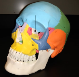 <p>What is this bone (white region)?</p>